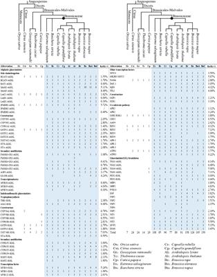 Evolution and comparative transcriptome analysis of glucosinolate pathway genes in Brassica napus L.